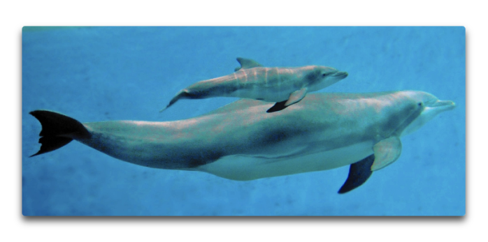 baby dolphins.png