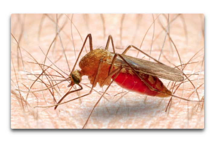 malaria mosquito.png