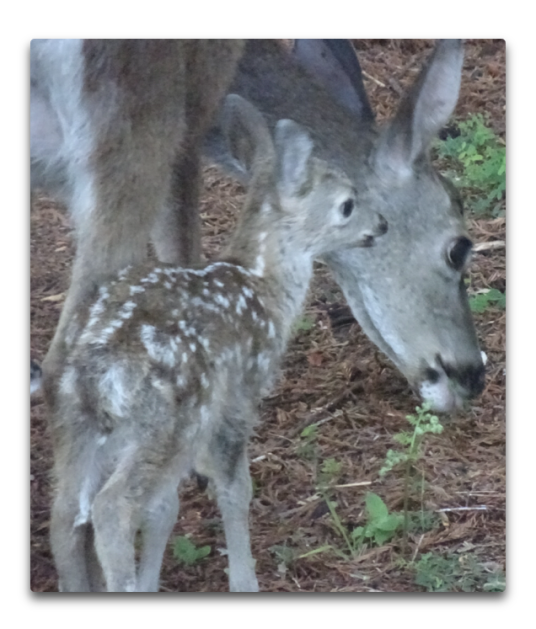fawn and mother